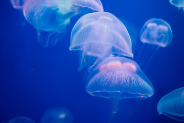 jelly fish in a blue water