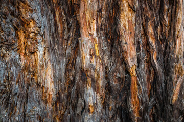 Texture of bark of a tree. Brown abstract background. Dry brown soil with cracks