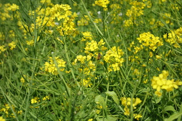 菜の花とミツバチ