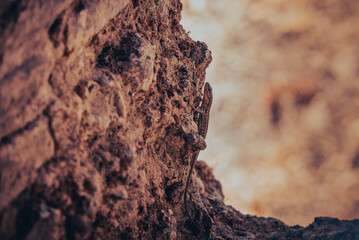 Lizard on the rock in the mountains