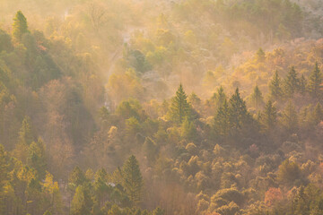 Fototapeta na wymiar Paisaje de un bosque (árboles pinos) entre la niebla en un amanecer dorado de invierno