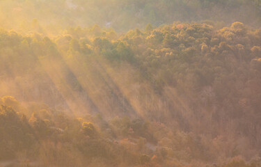 Paisaje de un bosque (árboles pinos) entre la niebla en un amanecer dorado de invierno