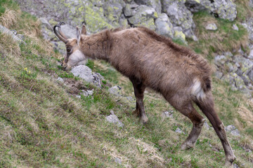 Tatra Chamois (Rupicapra rupicapra tatrica) in the natural environment.