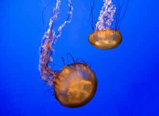 Jellyfish