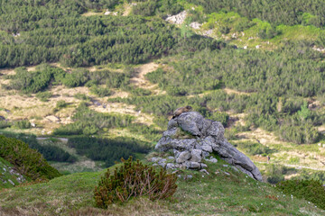 Fototapeta na wymiar Tatra marmot in the natural environment. Tatry.
