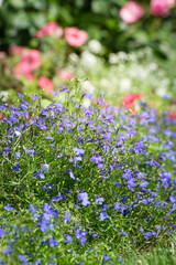 Obraz na płótnie Canvas Beautiful violet flowers in summer garden. Summertime background.