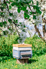 fresh spring blooming apple orchard with honey house