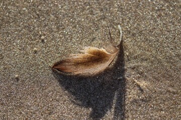 The beauty of a bird feather found by the sea in summer.