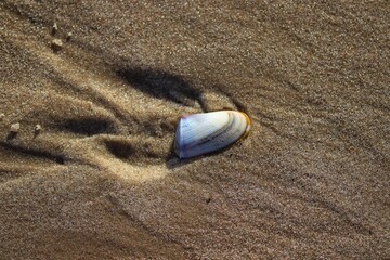 The beauty of the shells found on the edge of the beach at dusk.