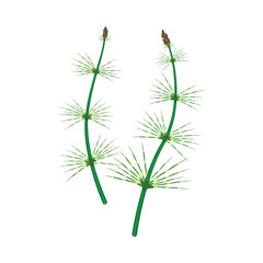 Prehistoric Plant Illustration