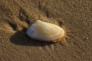The beauty of the shells found on the edge of the beach at dusk.