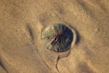The beauty of the Sand dollar found by the sea.