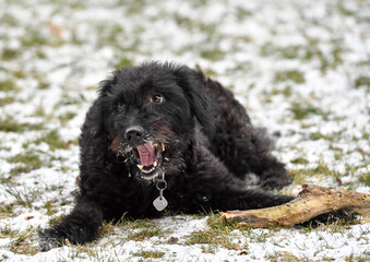 Fototapeta premium AUT, Hundefreilaufzone Heilhamer Park,
