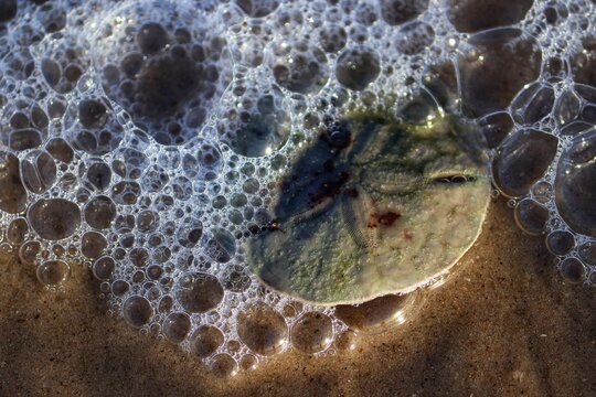 The beauty of the Sand dollar found by the sea.
