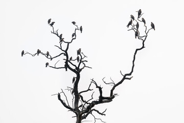 A flock of birds on a dry tree. Spotted eagles
