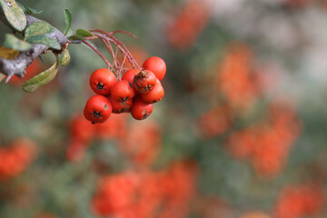 Pyracantha coccinea, the scarlet firethorn[1] is the European species of firethorn or red firethorn 