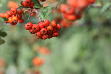 Obraz premium Pyracantha coccinea, the scarlet firethorn[1] is the European species of firethorn or red firethorn that has been cultivated in gardens since the late 16th century