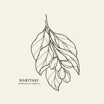Hand drawn haritaki branch. Terminalia chebula illustration