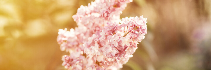branches of terry lilac in full bloom of purple spring flowers petals and leaves of shrub in a flower garden in nature. tinted in natural muted earthy tones. very pery and green colors. banner. flare