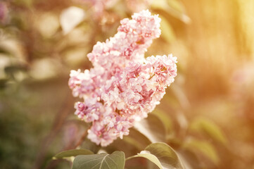 branches of terry lilac blossomed in full bloom of purple spring flowers petals among the leaves of shrub in a flower garden in nature. tinted in natural muted earthy tones. very pery colors. flare