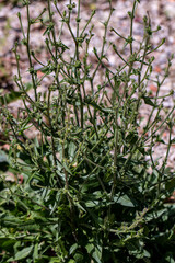 Cichorium intybus flower in meadow