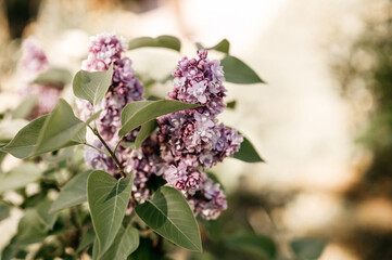 branches of terry lilac blossomed in full bloom of purple spring flowers petals among the leaves of shrub in a flower garden in nature. tinted in natural muted earthy tones. very pery and green colors