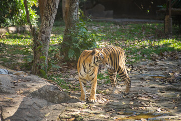 Beautiful big tiger in a zoo