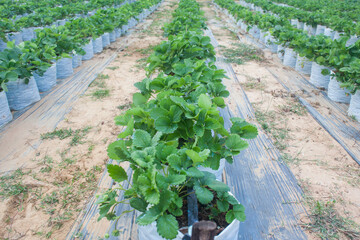Fototapeta na wymiar Strawberry field. Cultivation strawberry.Strawberry farm.