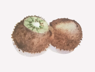 kiwi fruit watercolor vector isolated background illustration