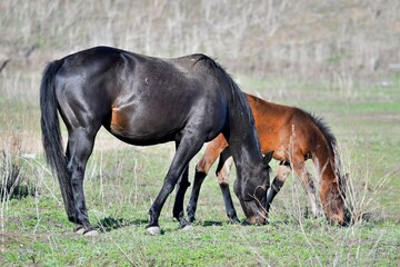 Fototapeta premium Horses graze on the farm in early spring 