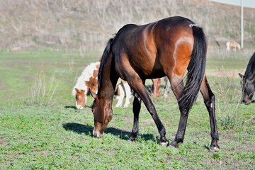 Horses graze on the farm in early spring 