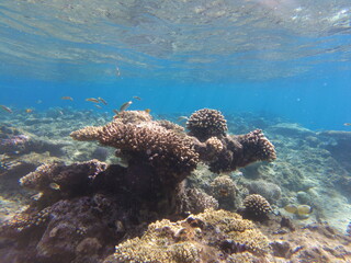 Underwater world of the Red Sea. Beautiful corals and fish underwater. Freediving.