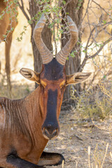 Red Hartebeest in the Kgalagadi