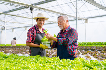Asian senior man hydroponics system farm owner working with male worker in greenhouse. Elderly man farmer inspect and harvest organic lettuce in salad vegetable garden. Healthy and vegan food  concept