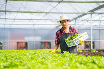 Asian man farmer working in organic vegetables hydroponic farm. Male hydroponic salad garden owner checking quality of vegetable in greenhouse plantation. Food production business industry concept.