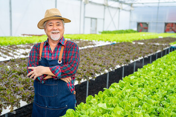 Portrait of Asian senior man farmer standing in organic lettuce greenhouse garden with proud. Elderly male salad garden owner working in hydroponic vegetable farm. Healthy and vegan food concept