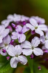 Lunaria annua flower growing in mountains, close up shoot	
