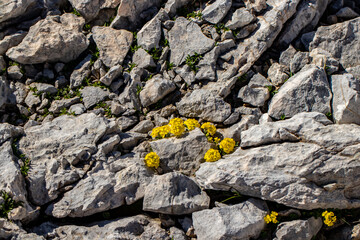 Alyssum ovirense flower growing in mountains, close up 