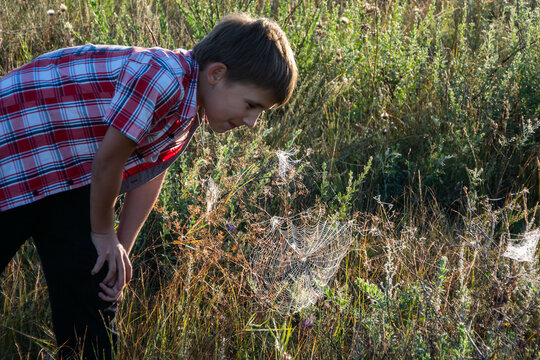 A little boy on the field looking at the spider's web. The concept of environmental conservation, the observation of insects in the natural environment. Raising a love for nature in children
