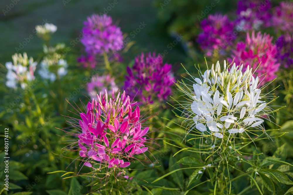 Wall mural a close-up view of beautiful blooming clusters of pink and white spider flowers.