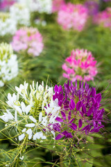 Fototapeta premium A close-up view of beautiful blooming clusters of pink and white spider flowers.