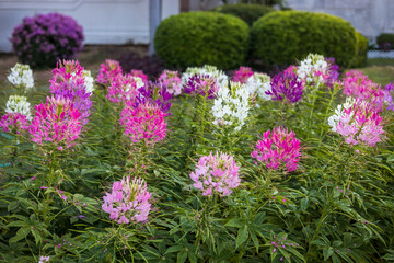 Obraz premium A close-up view of beautiful blooming clusters of pink and white spider flowers.