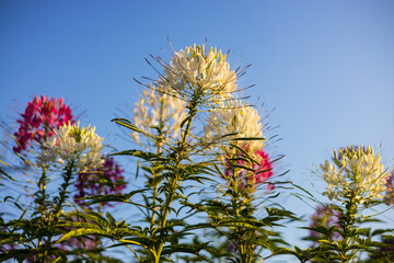 A close-up low view of white spider flowers blooming beautifully against the sunlight and blue sky.