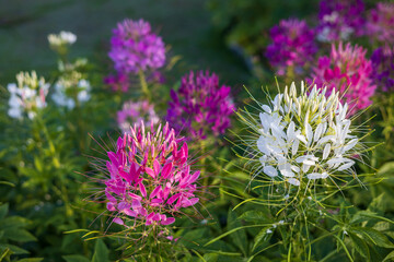 A close-up view of beautiful blooming clusters of pink and white spider flowers.