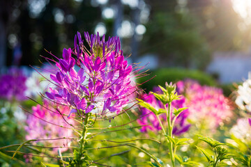 Close-up view of a purple-pink spider flower blooming in the sunlight.