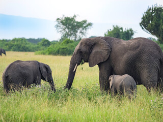 Naklejka na ściany i meble Wild african elephants in Queen Elizabeth National Park Uganda