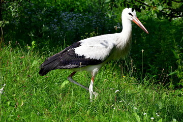 A close up on a black and white stork with a red beak and red legs grazing and looking for food in lush grass of a publis park and next to some trees spotted on a sunny summer day in Poland