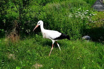 A close up on a black and white stork with a red beak and red legs grazing and looking for food in lush grass of a publis park and next to some trees spotted on a sunny summer day in Poland