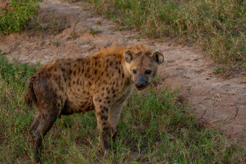 Close-up female hyena stands in the grass