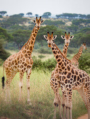 Naklejka na ściany i meble Wild giraffe in Queen Elizabeth National Park Uganda